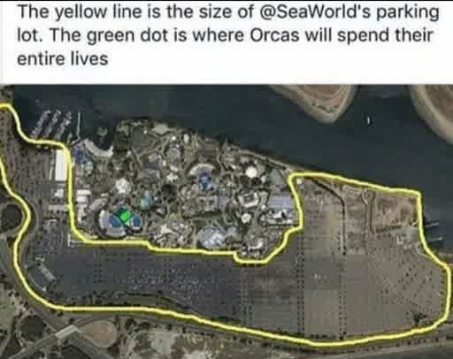 A map of a SeaWorld park showing a very large parking lot and a barely visible area for Orcas. 
                                            Text: The yellow line is the size of @SeaWorld's parking lot. The green dot is where the Orcas will spend their entire lives.