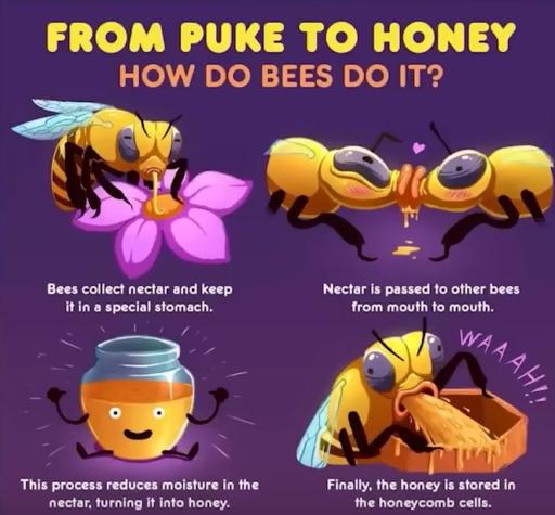 An illustration on how bees produce honey.