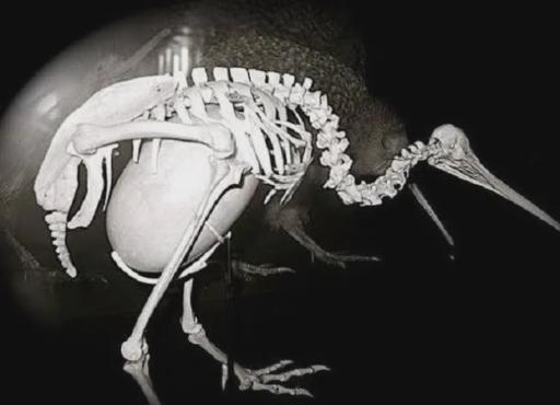 A picture of a Kiwi skeleton with an egg inside, taking up most of the space.