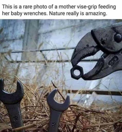 A vise-grip pliers is feeding a nit to its baby wrenches.
                                                        Caption: This is a rare photo of a mother vise-grip feeding her baby wrenches. Nature really is amazing.